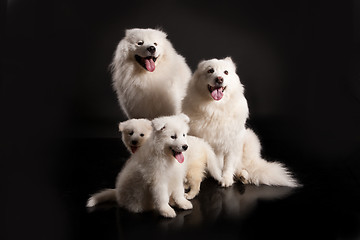 Image showing Family Of Samoyeds