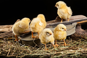 Image showing Little Yellow Chicken