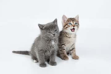 Image showing Little Kittens