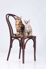 Image showing Two Leopard Cats