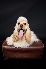 Image showing Cocker Spaniel