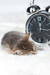 Image showing Little Sleeping Kitten