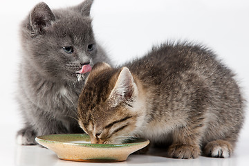 Image showing Little Kittens