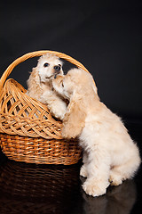 Image showing Cocker Spaniel