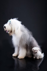 Image showing Fluffi Dogs