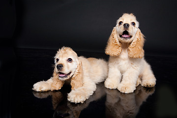 Image showing Cocker Spaniel