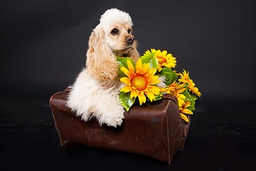 Image showing Cocker Spaniel