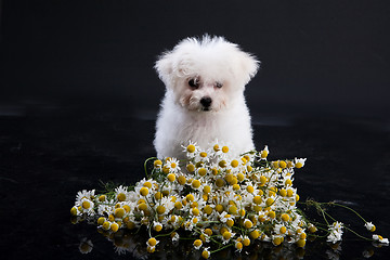 Image showing Little Maltese Dog