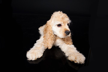 Image showing Cocker Spaniel