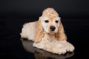 Image showing Cocker Spaniel