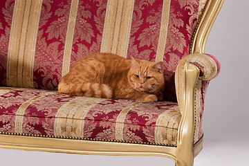 Image showing Cat In The Armchair