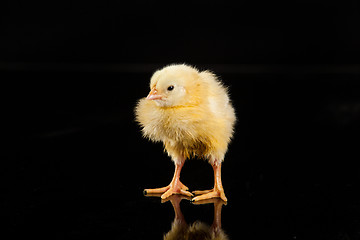 Image showing Little Yellow Chicken