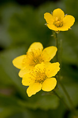 Image showing Yellow Flowers