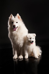 Image showing Family Of Samoyeds