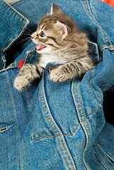 Image showing Kitten And Denim