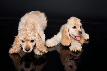 Image showing Cocker Spaniel