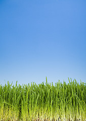 Image showing Green Grass