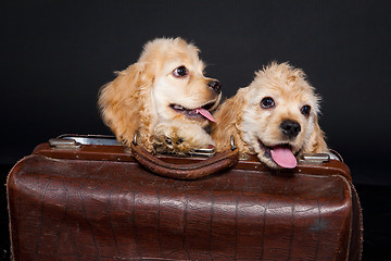 Image showing Cocker Spaniel