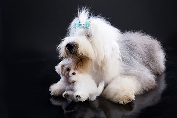 Image showing Two Fluffi Dogs