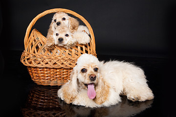 Image showing Three Cocker Spaniels