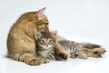 Image showing Cat And Kitten