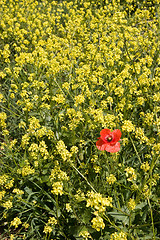 Image showing Poppy on Yellow
