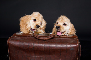 Image showing Cocker Spaniel