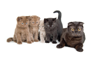 Image showing Cat And Kittens