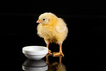 Image showing Little Yellow Chicken