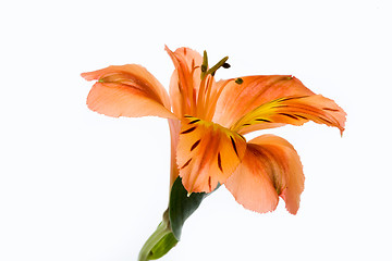 Image showing Isolated Flower