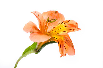 Image showing Isolated Flower