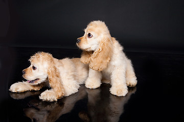 Image showing Cocker Spaniel