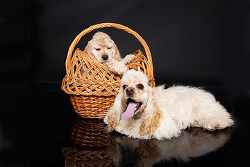 Image showing Cocker Spaniel