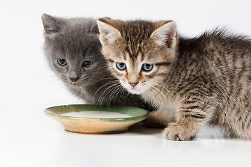 Image showing Little Kittens