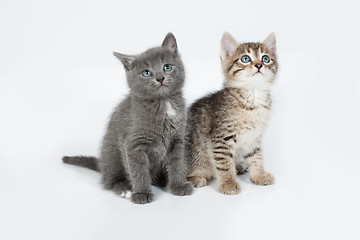 Image showing Little Kittens