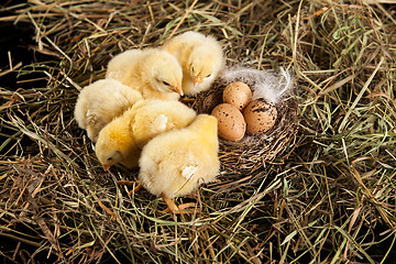 Image showing Little Yellow Chicken