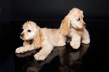 Image showing Cocker Spaniel