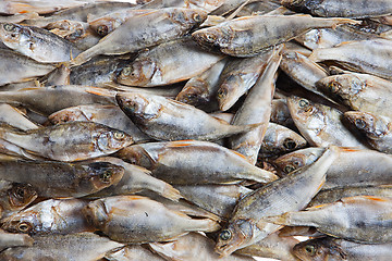 Image showing Fish