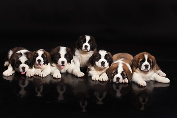 Image showing St. Bernard Puppies