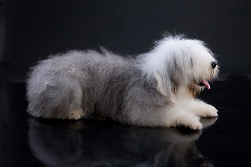 Image showing Fluffi Dog