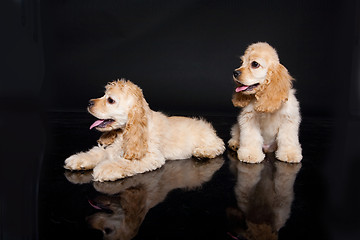 Image showing Cocker Spaniel