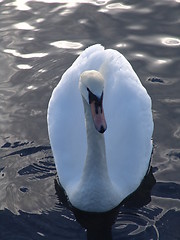 Image showing Swan on Lake