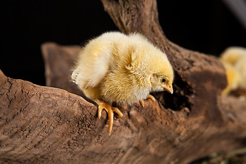 Image showing Little Yellow Chicken