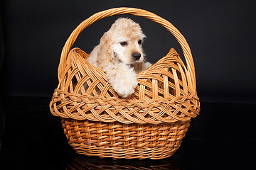 Image showing Cocker Spaniel