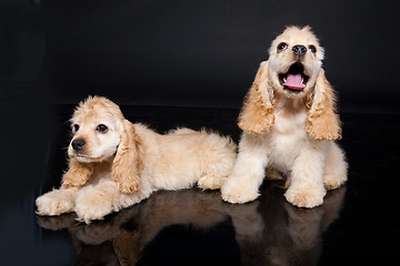 Image showing Cocker Spaniel