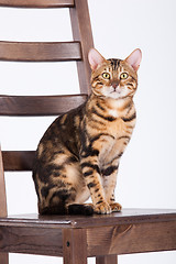 Image showing Leopard Cat On A Chair