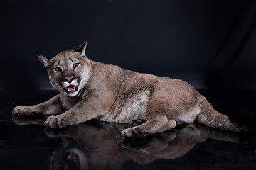 Image showing Puma