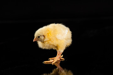 Image showing Little Yellow Chicken