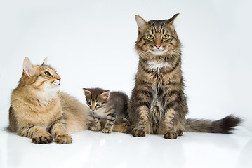 Image showing Cats And Kitten