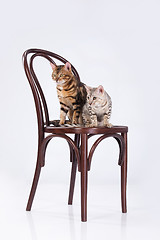 Image showing Two Leopard Cats